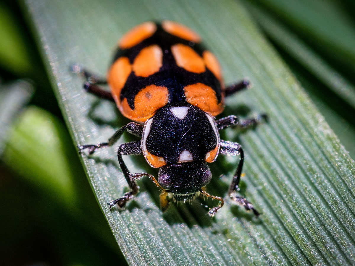 Estudio internacional reveló nefastas consecuencias del calentamiento global en los insectos