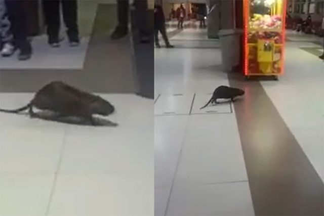 Acusan al SAG de «dejar a su suerte» a coipo que entró a terminal de buses en Concepción