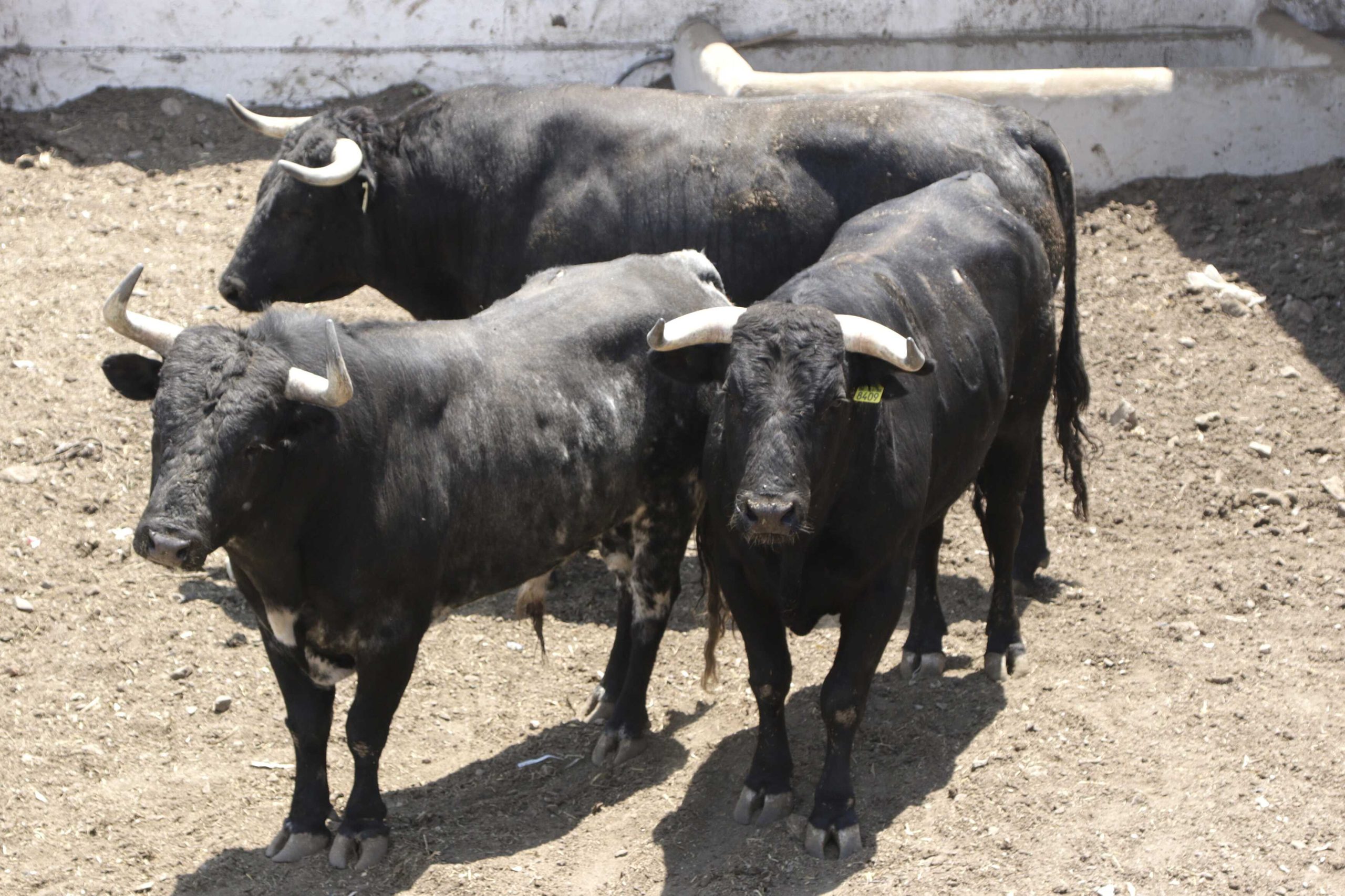 Por resolución judicial suspenden corrida de toros en Texmelucan