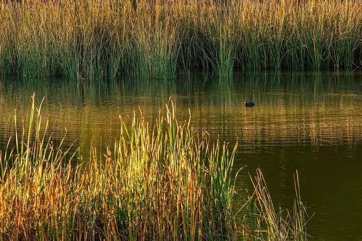 Tribunal Ambiental de Valdivia inspeccionó humedal urbano en Isla Teja por reclamo de inmobiliaria contra Ministerio de Medioambiente