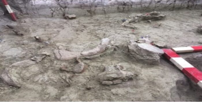 Encuentran restos de elefantes en San Vicente de Tagua Tagua que vivieron hace más de 12 mil años