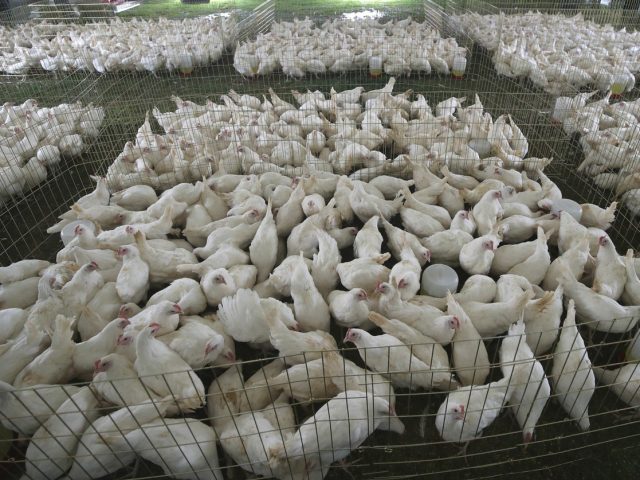 Agricultura en México descarta riesgo de gripe aviar para salud humana
