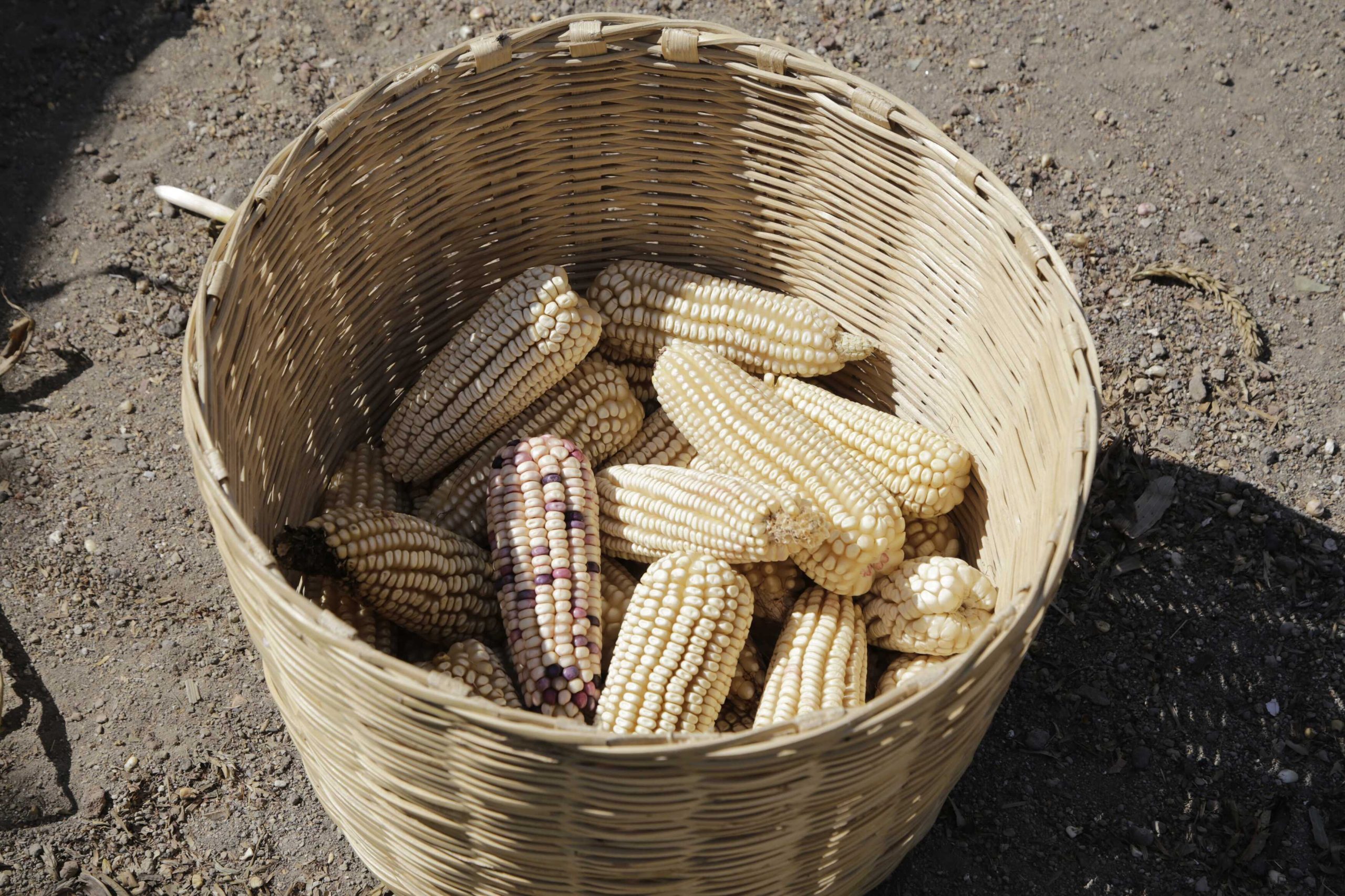 Senadores de EU piden proceso de consultas a México por prohibición del maíz transgénico