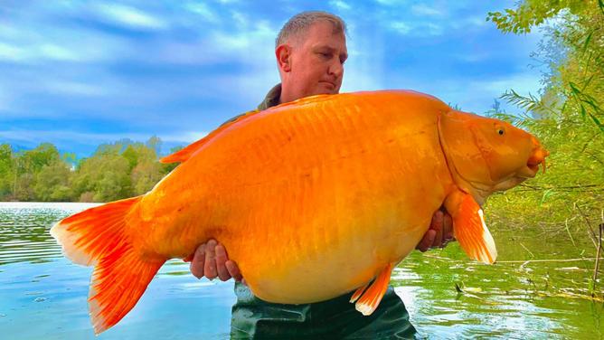 Un pez dorado de más de 30 Kg fue atrapado en un lago de Francia