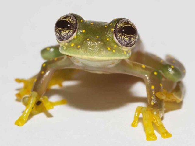 Regularán comercio irregular de ranas de cristal