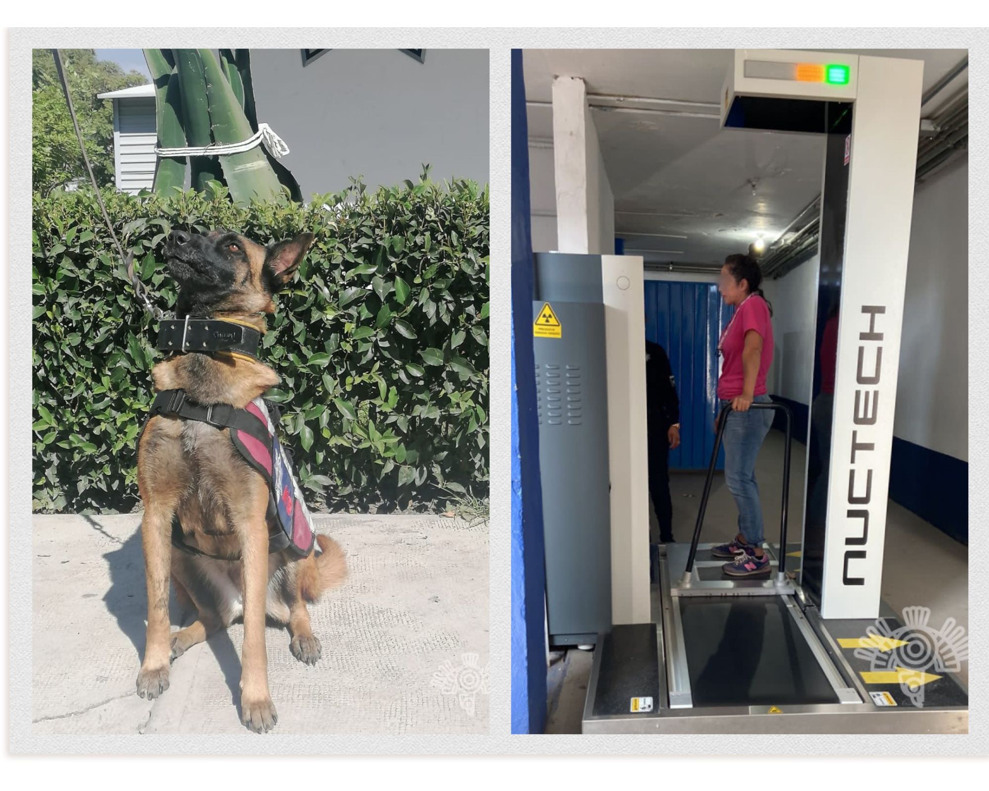 Con perros vuelven a detectar drogas en el Cereso de Puebla