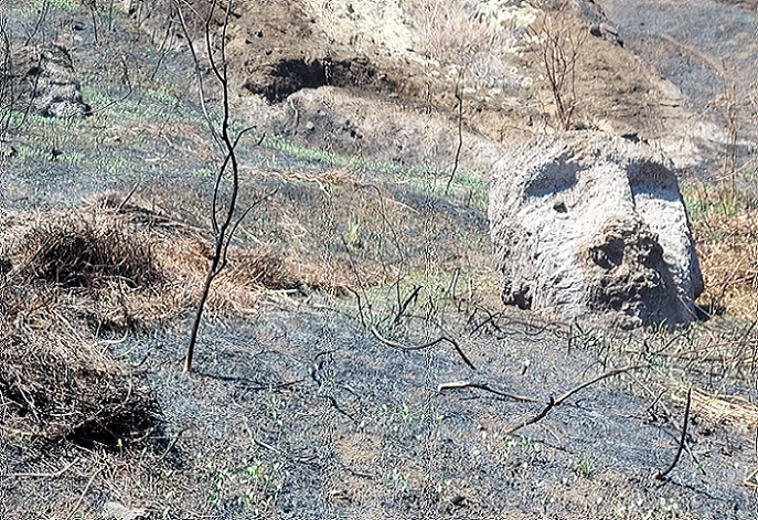 Elaborarán plan de gestión para afrontar daños a moais en incendio que afectó a Parque Nacional Rapa Nui