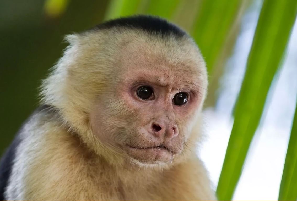 España registra 7.377 casos de viruela del mono