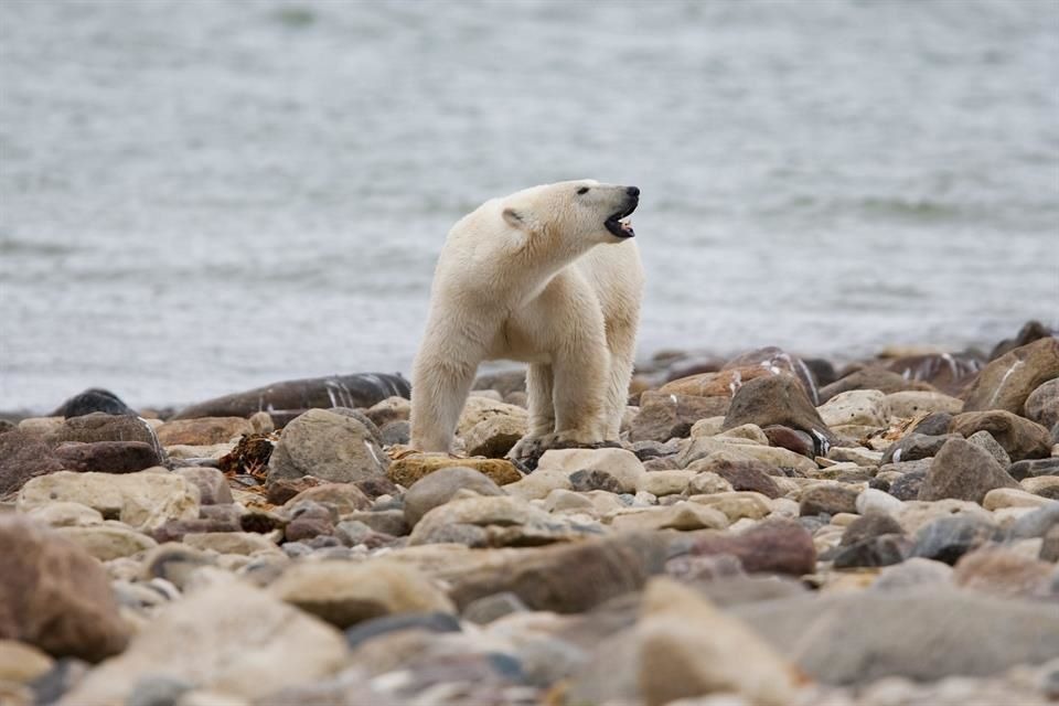 Disminución acelerada de osos polares en Canadá  por cambio climático