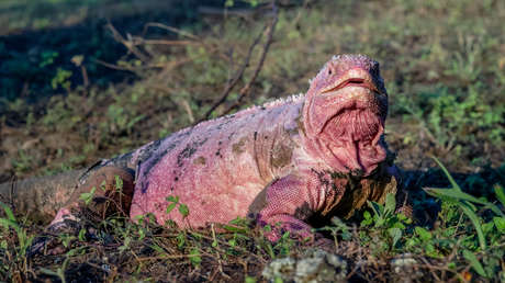 Por primera vez en años: descubren poblaciones de crías de la iguana rosada
