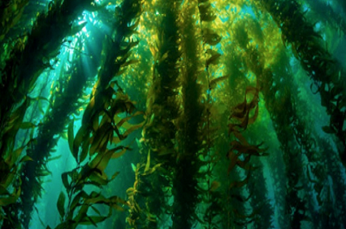 Importantes bosques de macro algas marinos están en peligro: Desde Chiloé hacen llamado a su urgente conservación