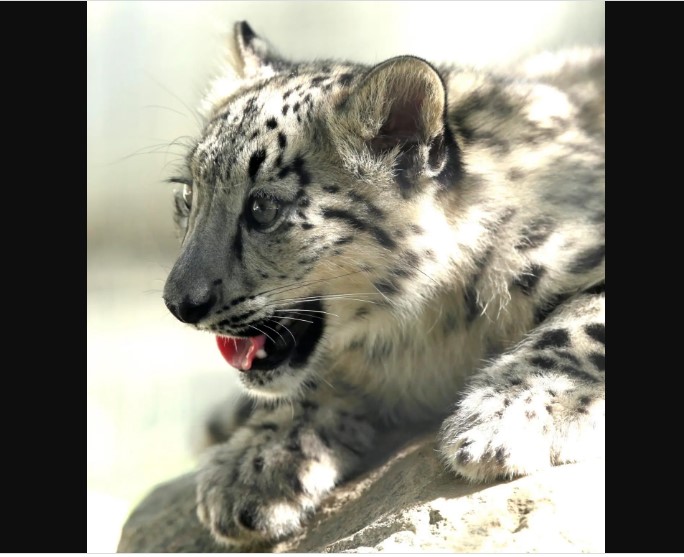 India intenta salvar el ecosistema para proteger al leopardo de las nieves