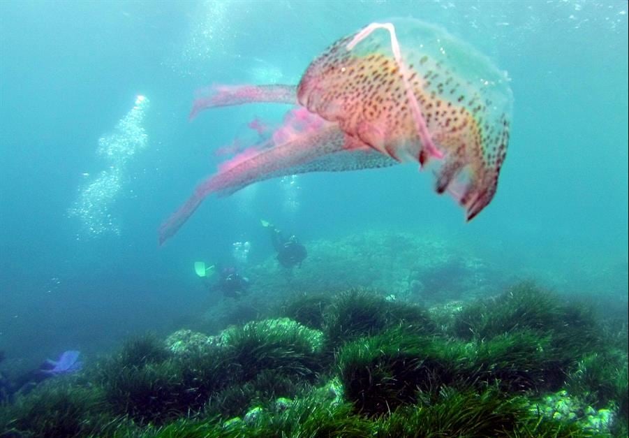 ONU aspira un acuerdo ambicioso y realista en conferencia de biodiversidad