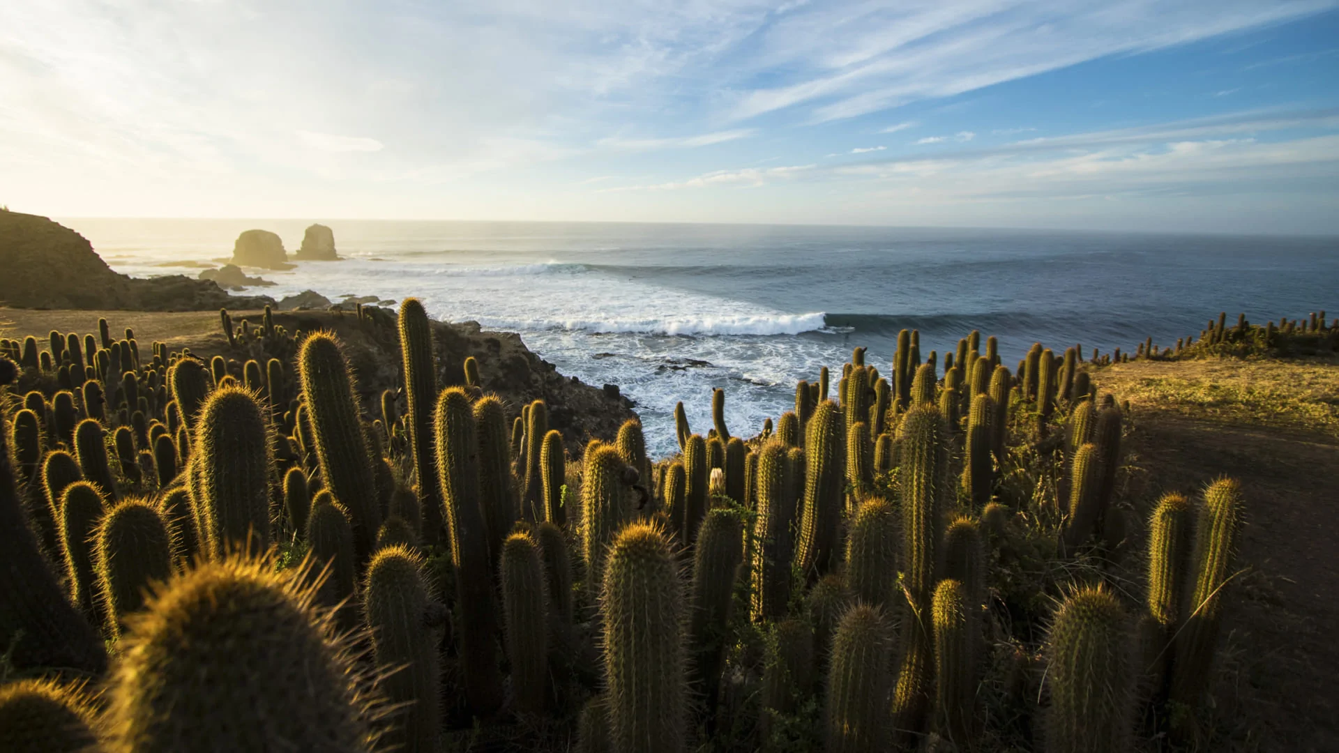 «Parque Punta de Lobos es tuyo»: La educación como clave para proteger uno de los ecosistemas más amenazados de Chile
