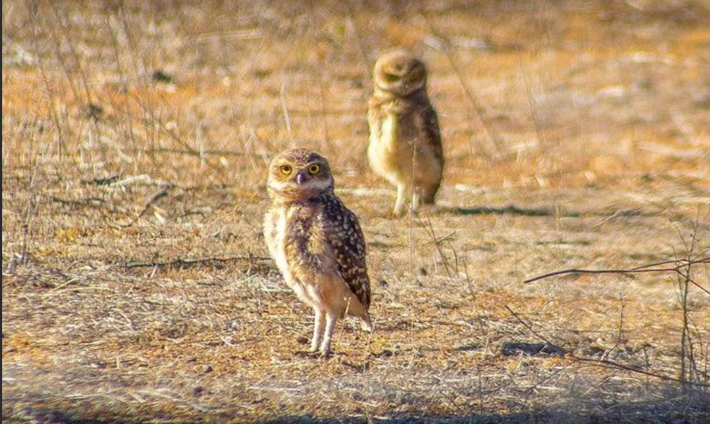 Las otras víctimas de los incendios: Pequeños roedores, aves, anfibios y reptiles nativos