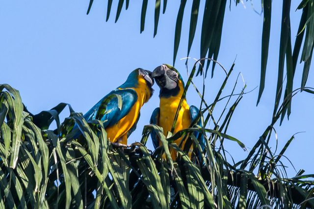 Venezuela dejó en libertad en sus hábitats a casi 25.000 especies de animales