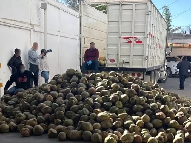 Sonora: decomisan 300 kilos de fentanilo dentro de cocos