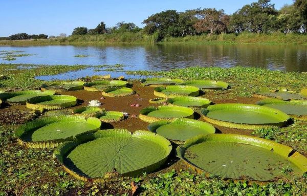 ONU sube la inversión en protección de ecosistemas