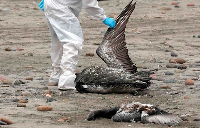 Alerta en Chile por avance de la gripe aviar: Miles de aves marinas han muerto en diversos países de la región
