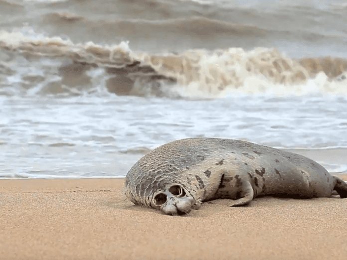 Rusia: investigan la muerte súbita de miles de focas en el Mar Caspio