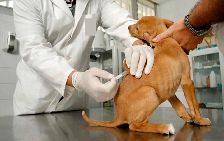 Detenidos dos falsos veterinarios que atendieron a más de 2 mil mascotas: Denuncia por perro con septicemia los dejó en evidencia