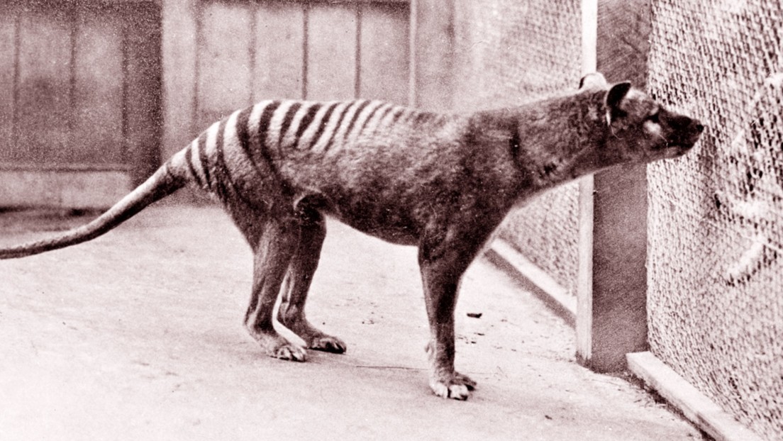 Tigre-tasmania