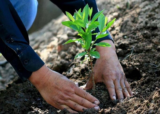 Impulsan iniciativa para que todas las áreas verdes públicas se reforesten con especies nativas