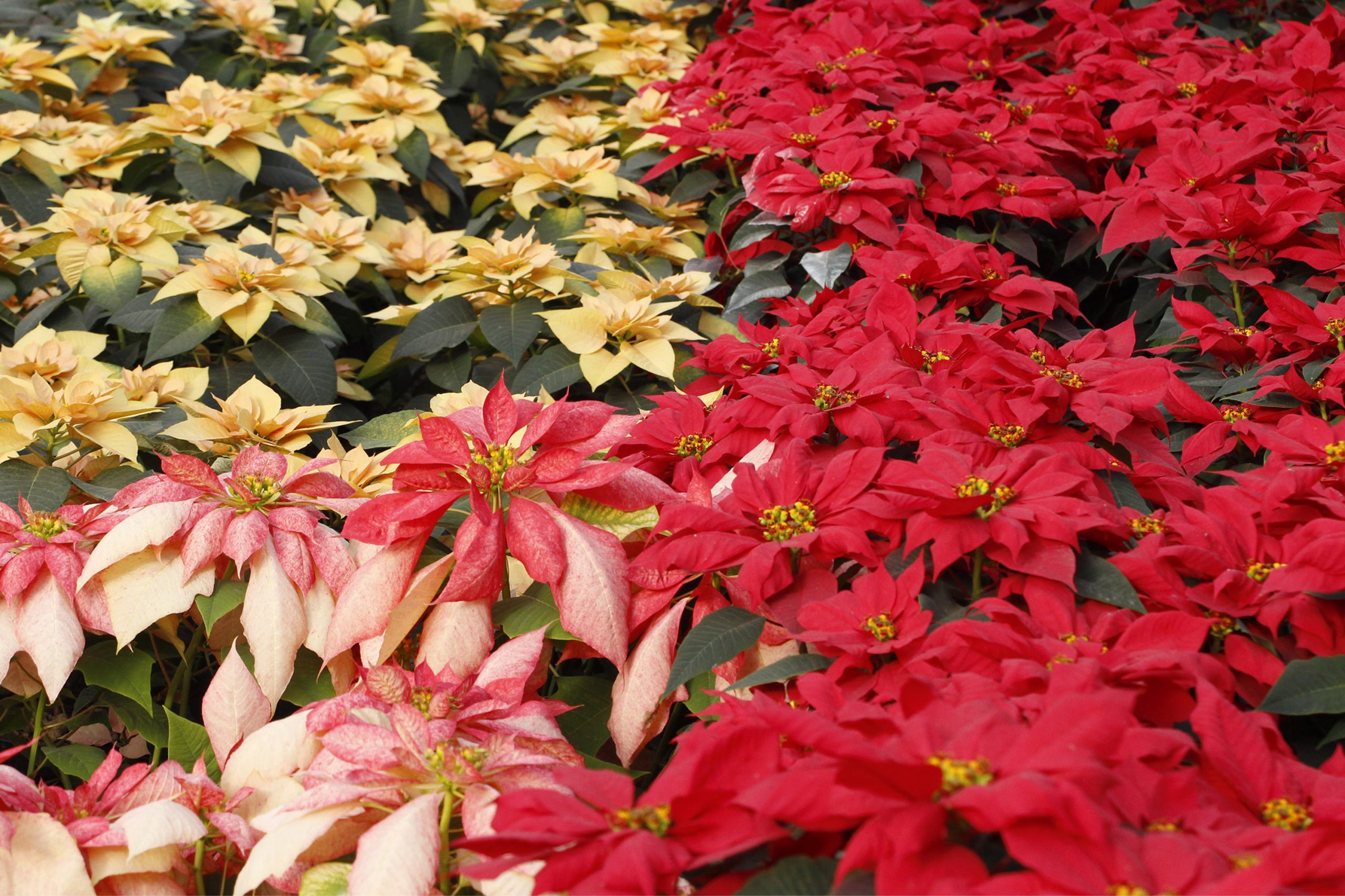 Sabes de dónde es originaria la flor de nochebuena? Conócelo aquí México Sabes de dónde es originaria la flor de nochebuena? Conócelo aquí México