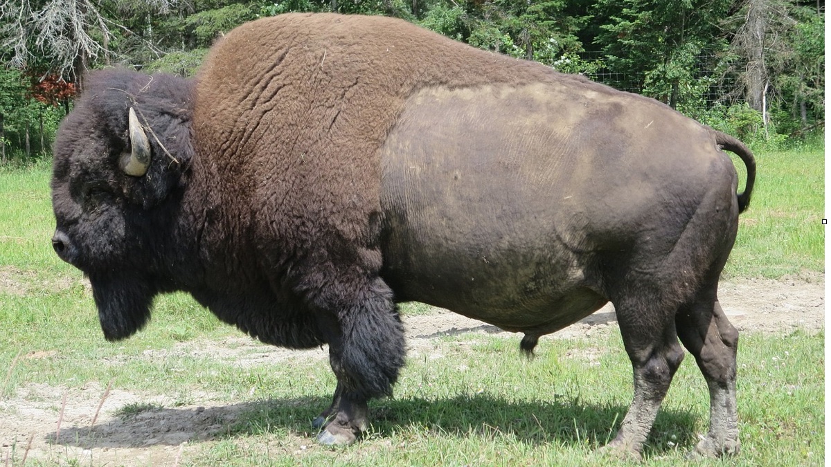 «Renacen» los bisontes  en Estados Unidos gracias a las tribus indígenas