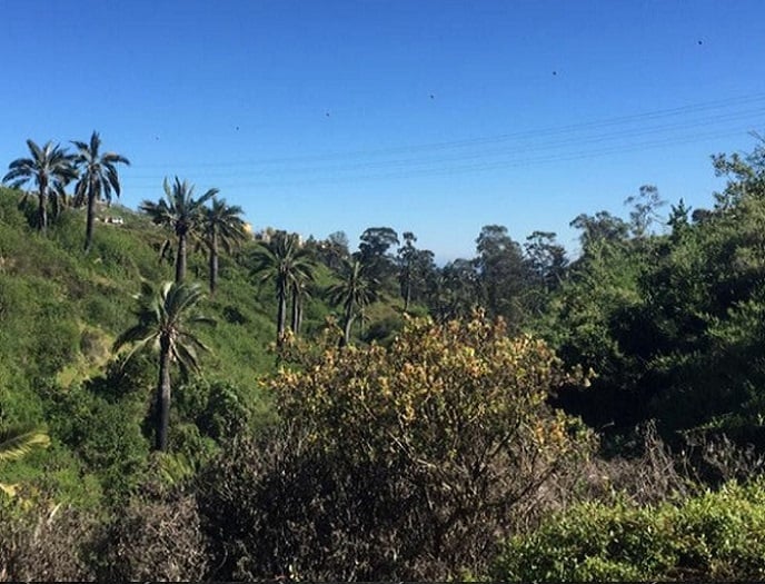 Fallo Corte Suprema: Municipalidad de Valparaíso deberá restituir calidad de área verde de «Quebrada de Cabritería»