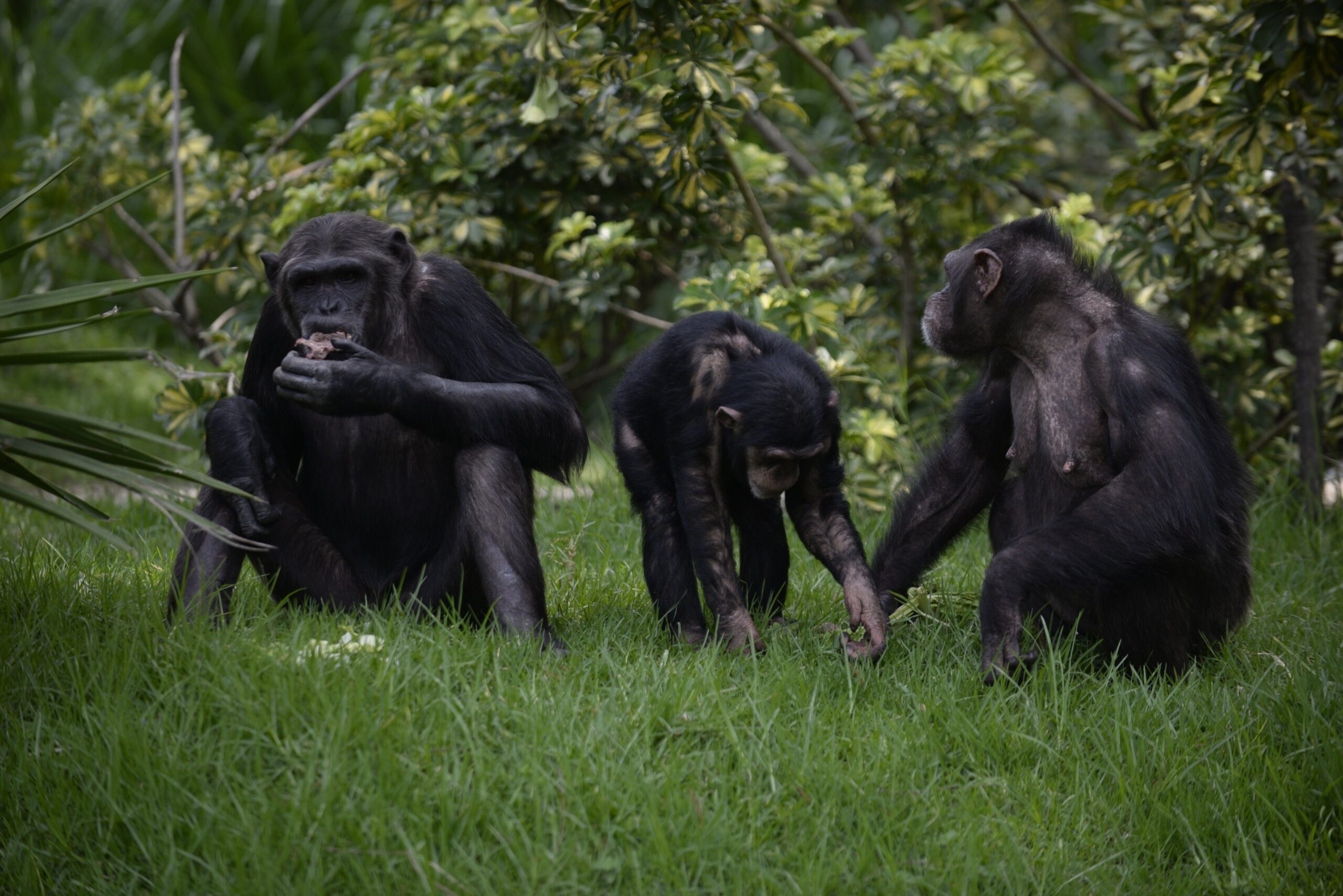 Asesinan a tres chimpacés que escaparon de un zoológico Suecia