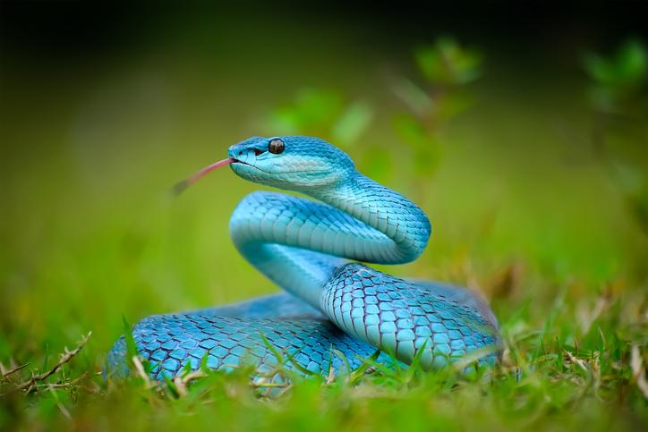 Confirman que las serpientes tienen dos clítoris con función sexual