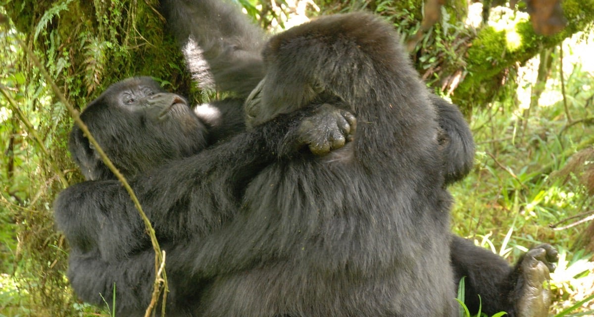 Biólogos documentan comportamiento homosexual de las gorilas hembras