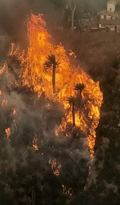 La tragedia ecológica que dejó el incendio de Viña en el Parque Natural Kan Kan y cómo beneficia a las inmobiliarias (Fotos + videos)