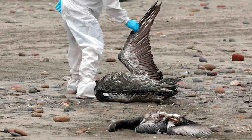 Atacama decreta emergencia zoosanitaria debido a la gripe aviar
