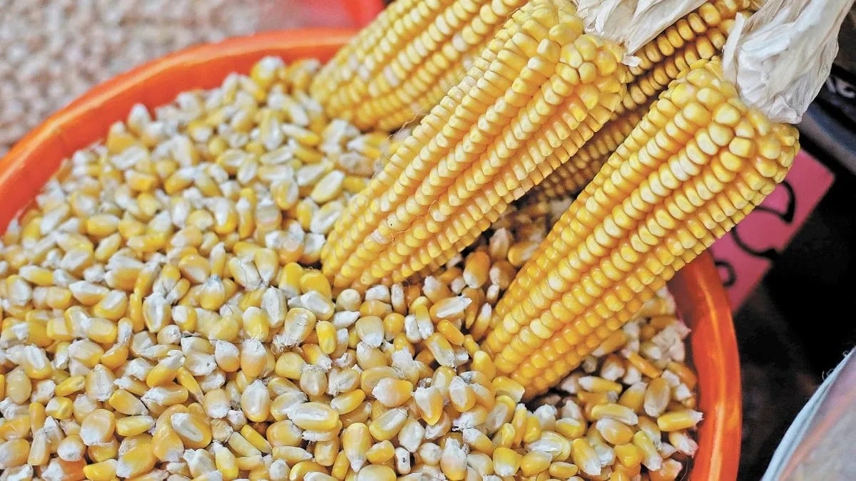 Rompe récord valor de importación mexicanas de maíz