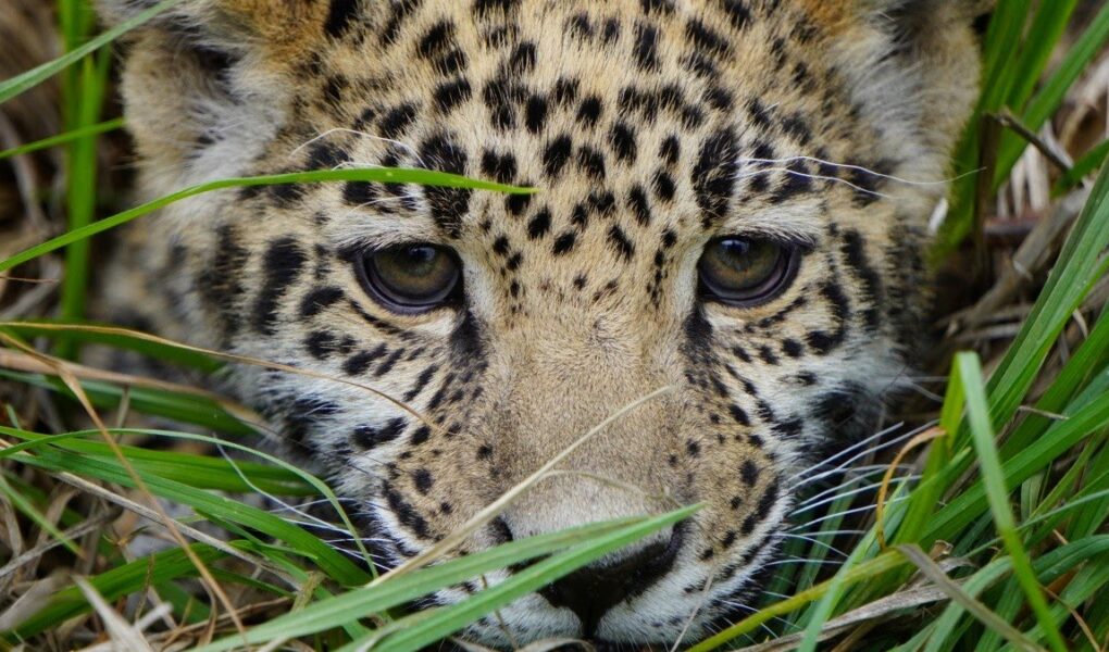 Santuario de jaguares se prepara para liberar a crías en la naturaleza