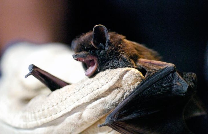 Muere de posible rabia niño mordido por murciélago en Oaxaca