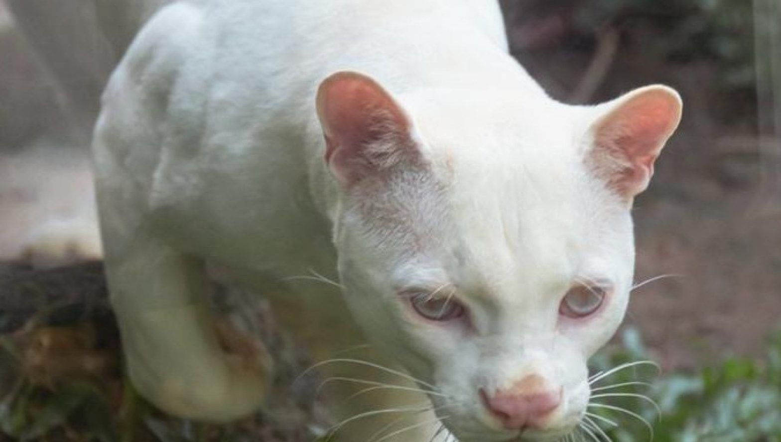 Descubren el primer ocelote albino del mundo, ¿por qué preocupa a los científicos?