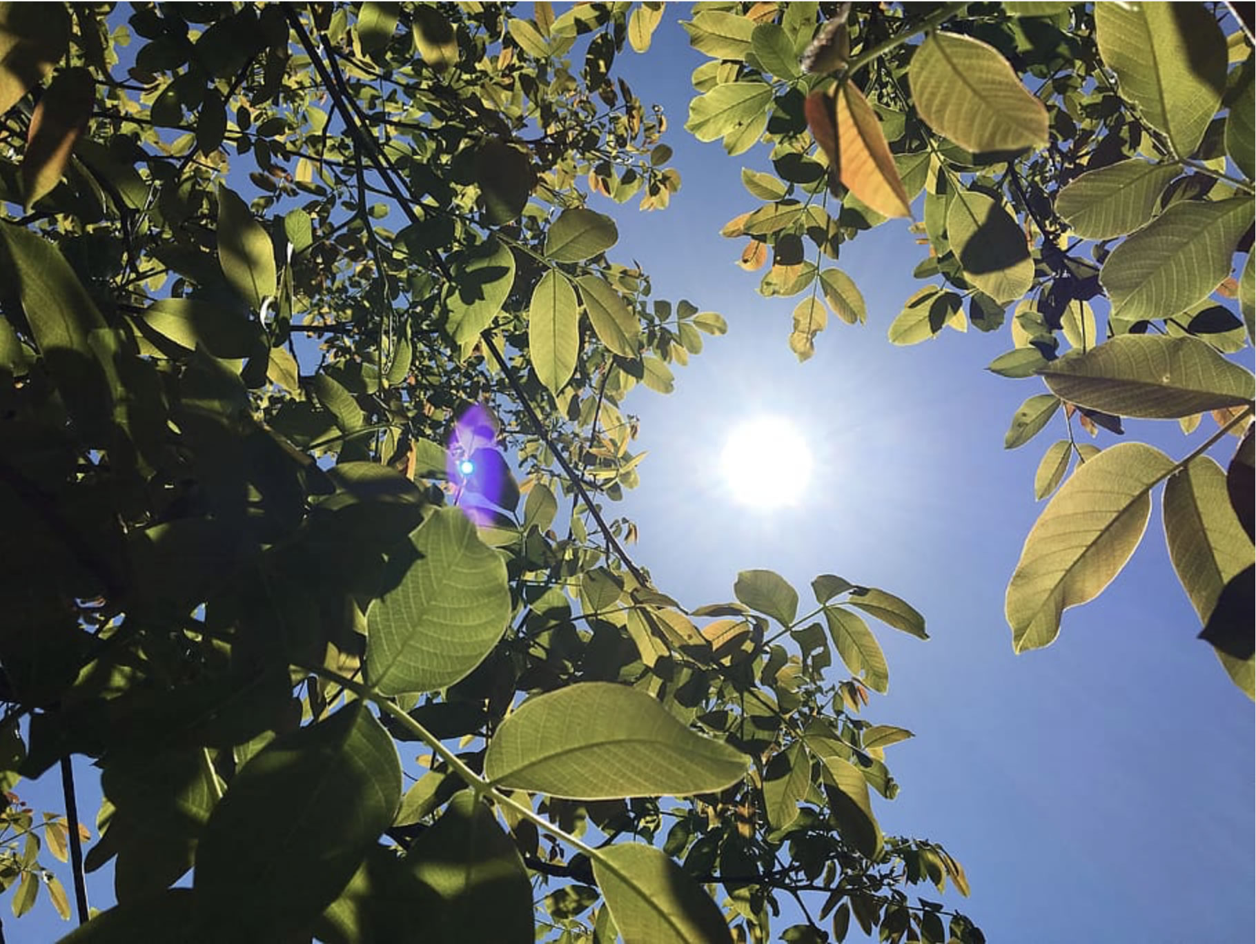 Clima extremo: Advierten que intensas olas de calor afectarían la producción agrícola chilena