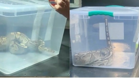(Video) Pánico en Macul: Encuentran enorme serpiente pitón en departamento de la comuna