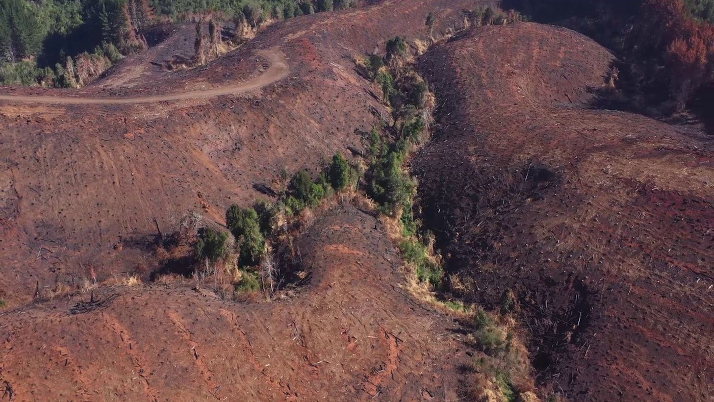 WWF por incendios forestales: No es aceptable que hectáreas consumidas sean reemplazadas por proyectos inmobiliarios o plantaciones agrícolas