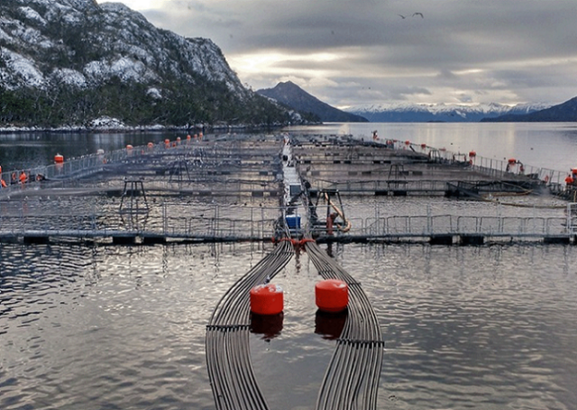 La tragedia en los mares del sur de Chile: fondos marinos muertos por industria salmonera