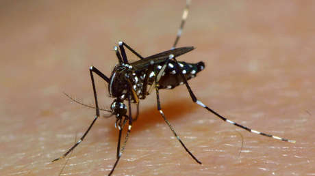 Descubren unos «supermosquitos» más resistentes a los insecticidas