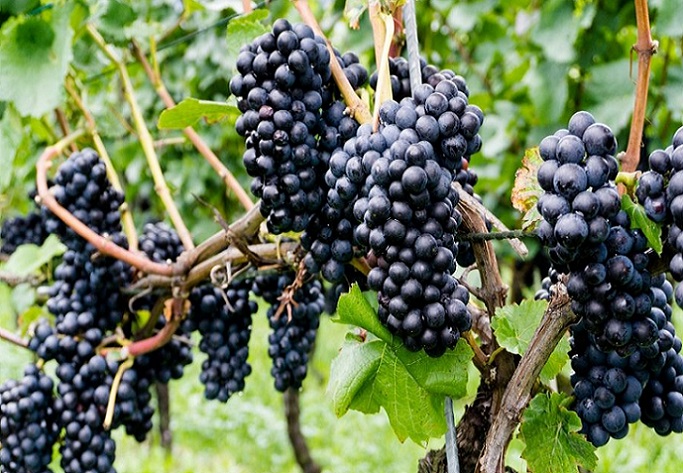 Catastro arroja que en Chile hay 139.179 hectáreas plantadas de viñedos para producción de vinos de diversas cepas