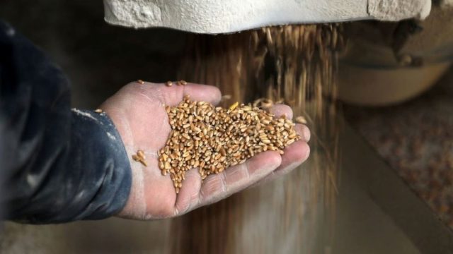 Exportaciones alimenticias de Ucrania ascienden a 17 toneladas bajo acuerdo de granos