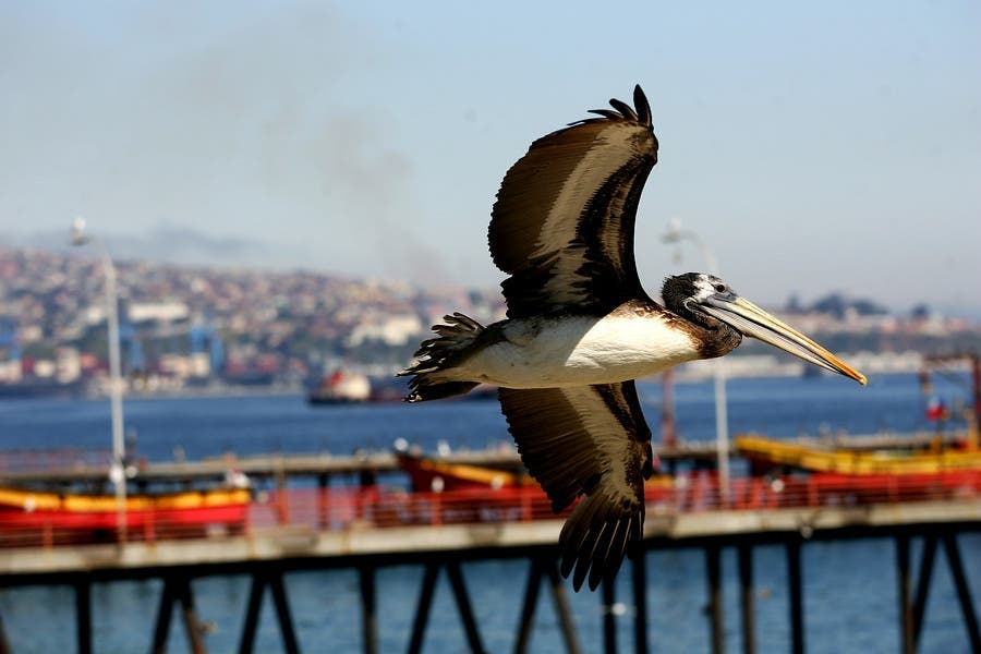 Confirman primer caso de gripe aviar en Valparaíso