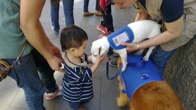 Perros de asistencia devuelven esperanza a niños convalecientes en hospitales de México