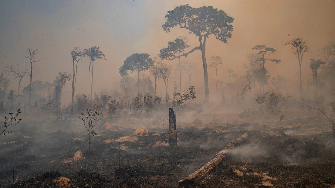 Noruega desbloquea recursos para la Amazonía después de que Lula reactivó programa de conservación