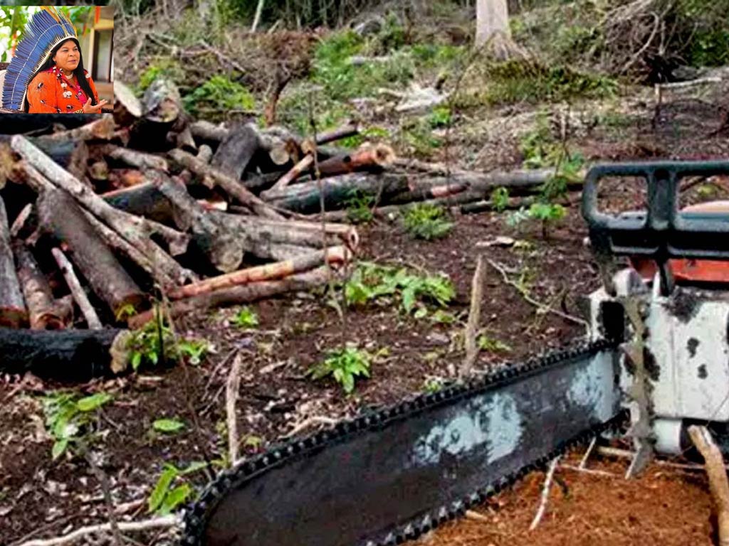 Brasil deroga orden de Bolsonaro que liberó tala en tierras indígenas